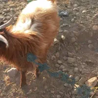 گوسفند نری  قیمت۸۳۰۰|حیوانات مزرعه|جیرفت, |دیوار