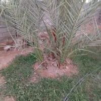 پاجوش کبکاب دونه ی 800