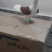 کفتر سفید پشدار المانی