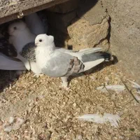 تعدادی کفتر و مرغ خروس