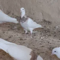 طوقی