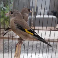 سهره سرسیاه نر دهن زن دوتا جوجه کرمونی|پرنده|شیراز, احمدآباد|دیوار