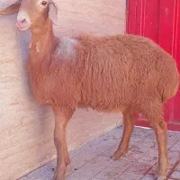 ۱ بره ماده چینی و ۱ نر بره قزل افشاری فاضل آباد|حیوانات مزرعه|فاضل آباد, |دیوار
