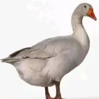 بوقلمون و غاز تخم گذار نر و ماده|حیوانات مزرعه|رودهن, |دیوار