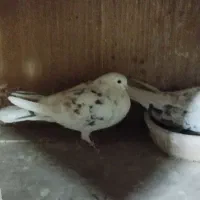 سه جفت کفتر دهن خورده به شرط|پرنده|قرچک, زیبا شهر|دیوار