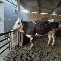 کار گر برای دامداری بهمراه جا خواب )گاو،گوساله.