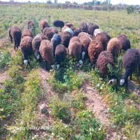 ۳۵راس بره ماده اصیل شال|حیوانات مزرعه|قزوین, |دیوار
