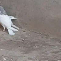 ۹تاکبوتر|پرنده|اسفرورین, |دیوار