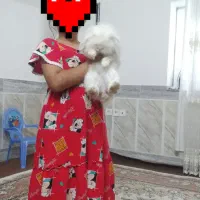 خرگوش لوپ پشمالو