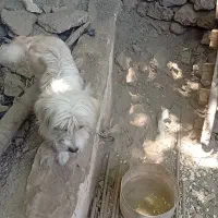 یک سگ پاکوتا