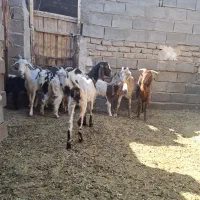 بز دورگ|حیوانات مزرعه|قم, پردیسان|دیوار