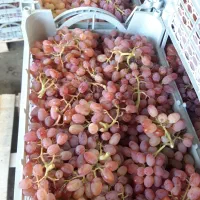 نهالستان تخصصی انگور|خدمات باغبانی و درختکاری|خرمدشت, |دیوار