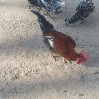 خروس محلی اصل|حیوانات مزرعه|شیراز, پودنک|دیوار