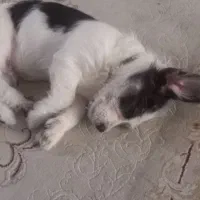 واگذاری سگ۳ماهه اشپیزتریرباهوش وبازیگوش