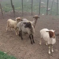 گوسفند وبره