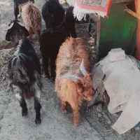 تعداد ۱۰عدد کهره نر|حیوانات مزرعه|قرقری, |دیوار