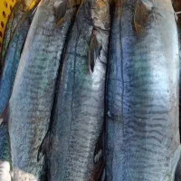 ماهی و میگو صید روز ارسال به همه نقاط|خوردنی و آشامیدنی|شیراز, ستارخان|دیوار