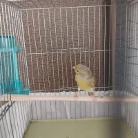 قناری اوپال ماده مست