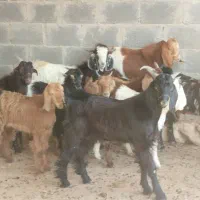 کهره نر وبره لامرد فداغ|حیوانات مزرعه|گراش, |دیوار