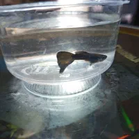 ماهی،گوپی،آکواریوم،لوازم آکواریوم،حلزون|ماهی|مهاجران, |دیوار