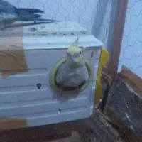 بسیار بازیگوش