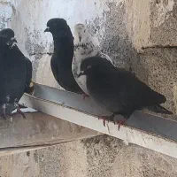 11کبوتر|پرنده|تیران, |دیوار