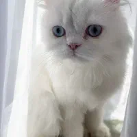 گربه پرشین ماده چشم دریایی|گربه|کازرون, |دیوار