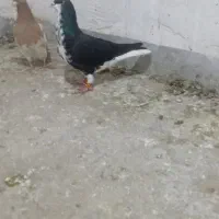 پرنده کبوتر