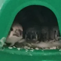 فنچ به همراه 6جوجه و گل رایگان