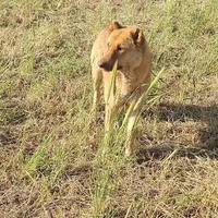 سگ گله ای و نگهبان هوشیار