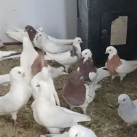 کبوتر