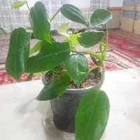 فروش گل طبیعی