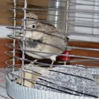 اسباب بازی مجسمه پرنده|اسباببازی|تویسرکان, |دیوار