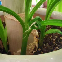 گل سوسن بزرگ با گلدون|گل و گیاه طبیعی|اردکان, |دیوار