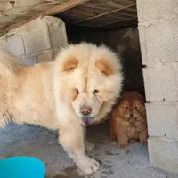 چاوچاو نر جهت کشش با ماده شما  توله هم موجوده