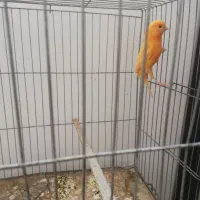 ماده قناری سرخ|پرنده|زرند, |دیوار