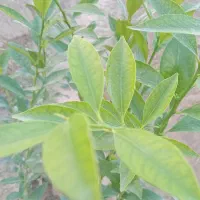 فروش نهال لیموترش
