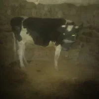 ۲ عدد گاوه ابستن جوان سرحال