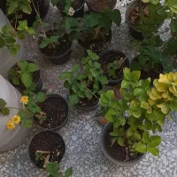 ۵ تاشمشادباهم ۳۵۰ گل شاهپسند ۱۰تا۴۵۰ تومن