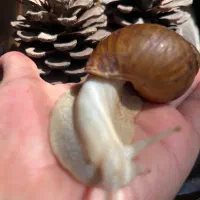 فروش حلزون البینو و آچاتینا