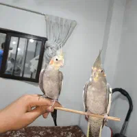 عروس هلندی سرحال