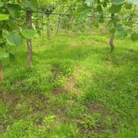 فروش زمین 350|فروش زمین و ملک کلنگی|آستارا, |دیوار