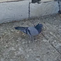 کبوتر|پرنده|لالجین, |دیوار