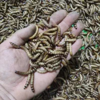 سوپرورم و میلورم