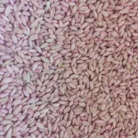 فروش گندم بذری