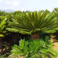 سیکاس لافسون  فتونیا  شمشاد تویا سدروس