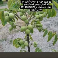 3فروش و عرضه انواع نهال  بصورت نقد. و‌چک.