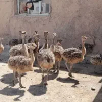 شترمرغ ۷۵روزه برای پروار