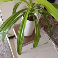 برگ ذرتی|گل و گیاه طبیعی|شیراز, نصر|دیوار