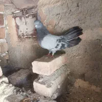 کبوتر بسیار گشتی گرفته شد